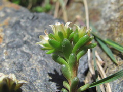 Sedum tenellum