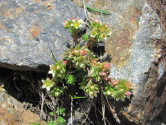 Sedum tenellum