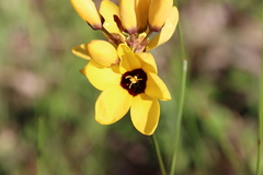 Ixia fuscocitrina