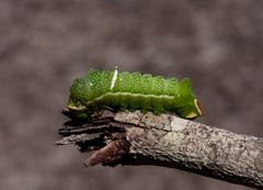 Pseudobunaea tyrrhena
