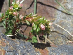 Sedum tenellum