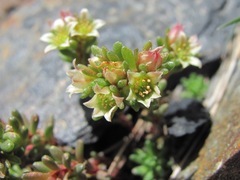 Sedum tenellum