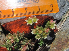 Sedum tenellum