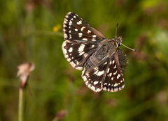 Ernsta dromus