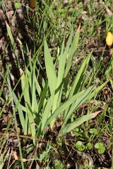 Ixia fuscocitrina