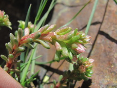 Sedum tenellum