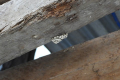 Juxtarctia multiguttata