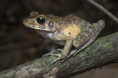 Pulchrana baramica