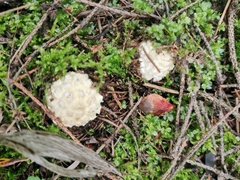 Amanita echinocephala