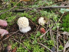 Amanita echinocephala
