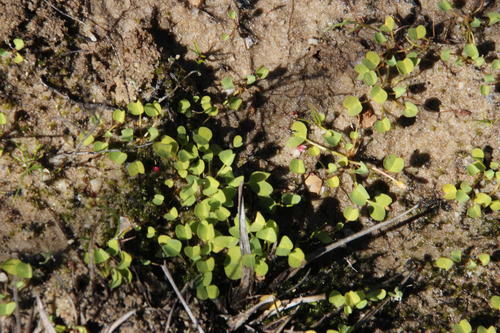 Oxalis dregei (Oxalis dregei)