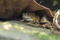 Limnonectes conspicillatus