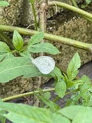 Leptosia nina niobe