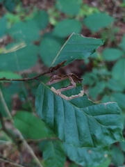 Stigmella hemargyrella
