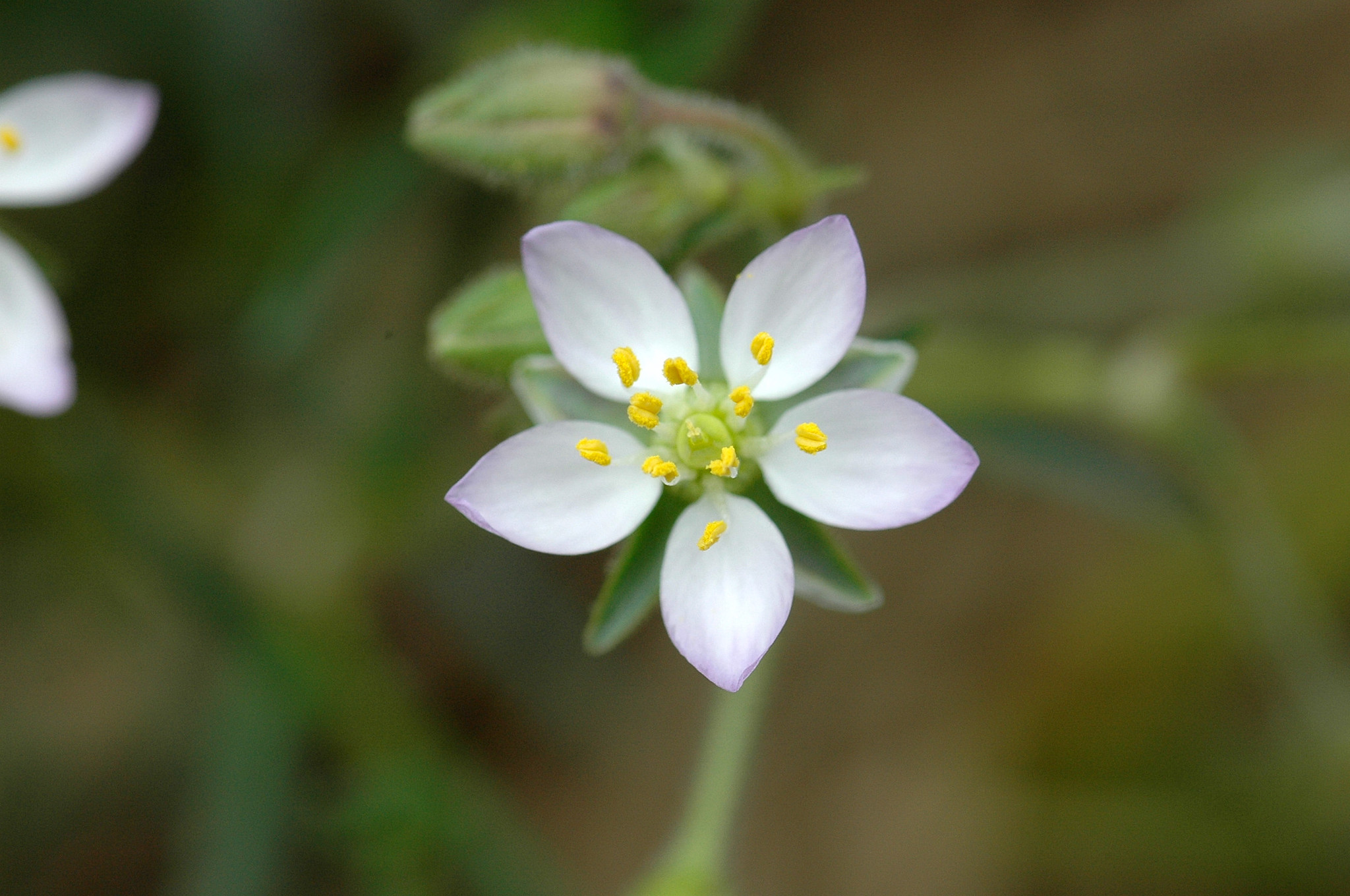 Spergularia