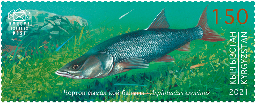 Pike Asps