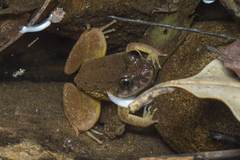 Limnonectes conspicillatus