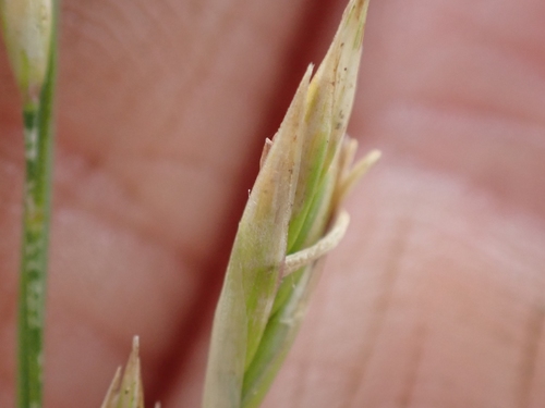 Image of Festuca campestris by no rights reserved