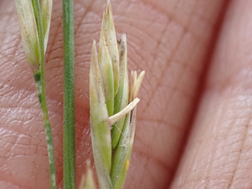 Image of Festuca campestris by no rights reserved