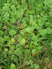 Cicerbita macrophylla