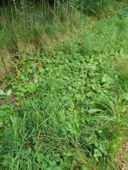 Cicerbita macrophylla