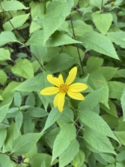Heliantheae