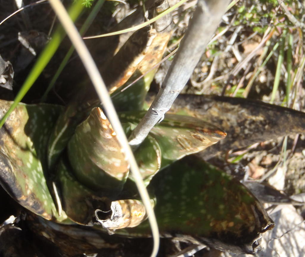 Gasteria trigona Haw.