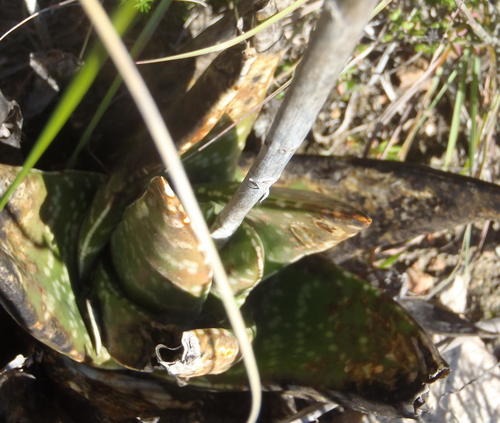 Gasteria nitida