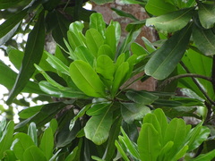 Lophira alata