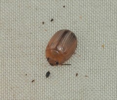 Peltoschema perplexum