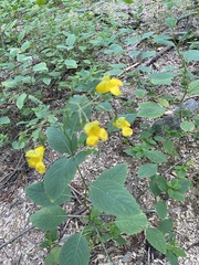 Magnoliopsida