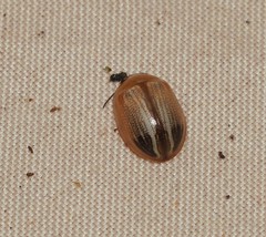 Peltoschema perplexum