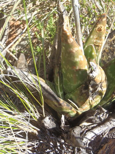 Gasteria nitida