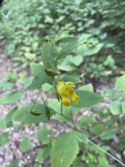 Magnoliopsida