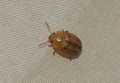 Peltoschema perplexum