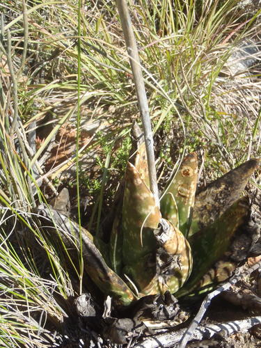 Gasteria nitida