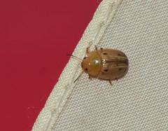 Peltoschema perplexum