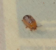 Peltoschema perplexum