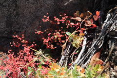 Crassula strigosa