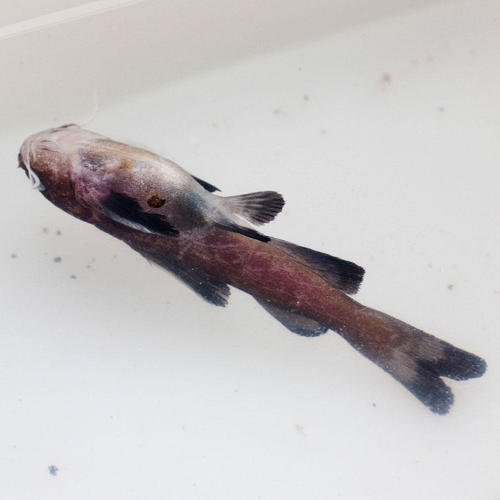Black sea catfish (Galeichthys ater) — Ariidae — 5
