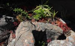 Crassula strigosa