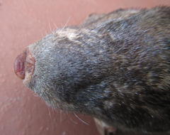 Amblysomus hottentotus
