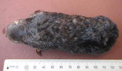 Amblysomus hottentotus