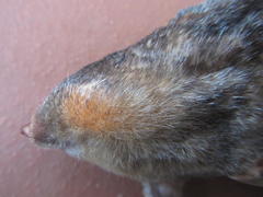 Amblysomus hottentotus