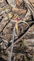 Caladenia ampla