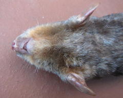 Amblysomus hottentotus
