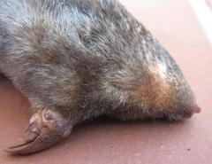Amblysomus hottentotus