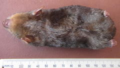 Amblysomus hottentotus