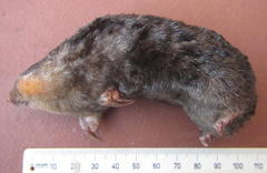 Amblysomus hottentotus