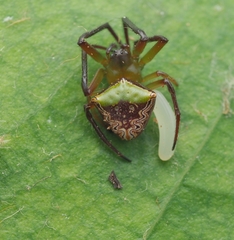 Araneus viridiventris